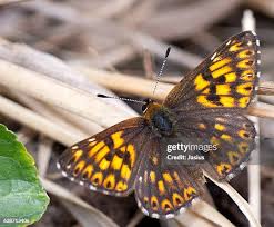 Attēlu rezultāti vaicājumam “Hamearis lucina”