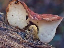 Attēlu rezultāti vaicājumam “Polyporus varius”