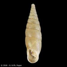 Attēlu rezultāti vaicājumam “Clausiliidae”