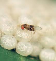 Attēlu rezultāti vaicājumam “Comatricha fragilis stalked”