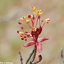 Attēlu rezultāti vaicājumam “Acer platanoides flower”