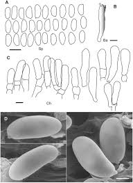 Attēlu rezultāti vaicājumam “Craterium sp.”