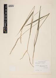 Attēlu rezultāti vaicājumam “Elymus caninus”