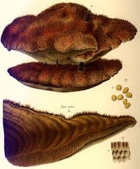 Attēlu rezultāti vaicājumam “Polypores”