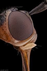 Attēlu rezultāti vaicājumam “Bryum funkii macro”