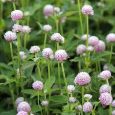 Image result for Kugelamarant