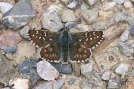 Attēlu rezultāti vaicājumam “Pyrgus serratulae”