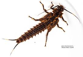 Attēlu rezultāti vaicājumam “Macrosteles sp. nymph”