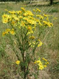 Attēlu rezultāti vaicājumam “Jacobaea vulgaris”