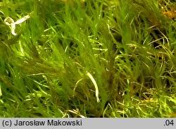 Attēlu rezultāti vaicājumam “Ditrichum flexicaule”