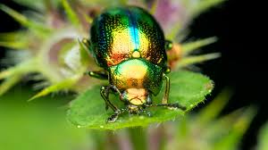 Attēlu rezultāti vaicājumam “Chrysolina fastuosa”