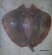 Image result for Himantura uarnak