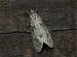 Attēlu rezultāti vaicājumam “Diurnea fagella”