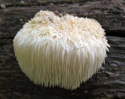 Image result for Leucoraja erinaceus