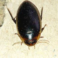 Attēlu rezultāti vaicājumam “Hydaticus transversalis”