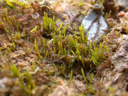 Attēlu rezultāti vaicājumam “Ditrichum flexicaule”