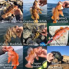 Image result for Sebastes