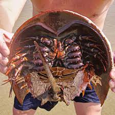 Image result for Limulus polyphemus