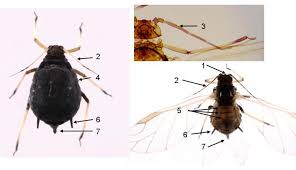 Attēlu rezultāti vaicājumam “Aphis fabae”