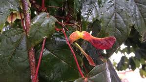 Attēlu rezultāti vaicājumam “Acer platanoides fruit”