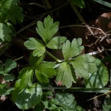 Attēlu rezultāti vaicājumam “Adoxa moschatellina leaf”