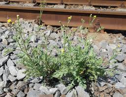 Attēlu rezultāti vaicājumam “Senecio viscosus”