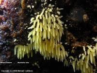 Attēlu rezultāti vaicājumam “Mucronella calva”