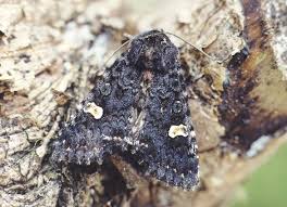 Attēlu rezultāti vaicājumam “Melanchra persicariae”