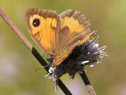 Attēlu rezultāti vaicājumam “Maniola jurtina female”