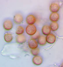 Attēlu rezultāti vaicājumam “Lycogala ustulatum sessile”