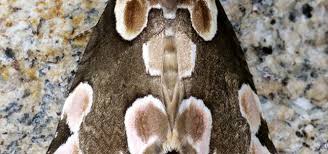 Attēlu rezultāti vaicājumam “Thyatira batis imago”