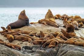 Image result for Eumetopias jubatus