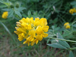 Attēlu rezultāti vaicājumam “Medicago sativa subsp. falcata flower”