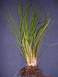 Attēlu rezultāti vaicājumam “Isoetaceae”