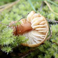 Attēlu rezultāti vaicājumam “Cystoderma amianthinum”