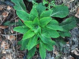 Image result for Fingerhut rot