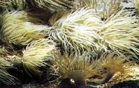 Attēlu rezultāti vaicājumam “Urocystis anemones”