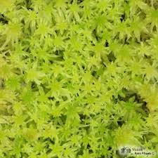 Attēlu rezultāti vaicājumam “Sphagnum cuspidatum”
