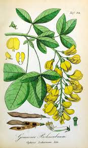 Attēlu rezultāti vaicājumam “Laburnum anagyroides”
