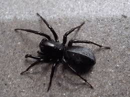 Attēlu rezultāti vaicājumam “Gnaphosidae”