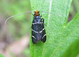 Attēlu rezultāti vaicājumam “Adelidae”