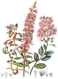 Attēlu rezultāti vaicājumam “Lythraceae”