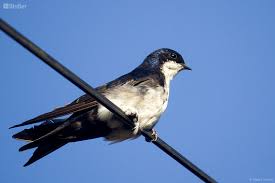 Attēlu rezultāti vaicājumam “Hirundinidae”