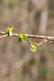 Attēlu rezultāti vaicājumam “Corylus avellana bud”