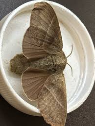 Attēlu rezultāti vaicājumam “Macrothylacia rubi”