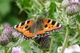Image result for Small Tortoiseshell