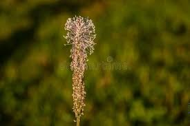 Attēlu rezultāti vaicājumam “Plantago media bud”