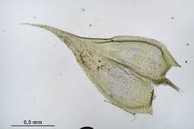 Attēlu rezultāti vaicājumam “Brachythecium albicans”