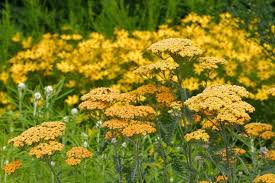Attēlu rezultāti vaicājumam “Achillea millefolium flower”