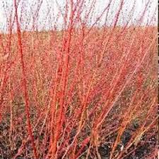 Attēlu rezultāti vaicājumam “Salix daphnoides”